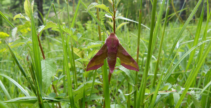 Sphinx de la vigne